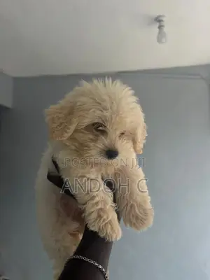 0-1 month Female Purebred Poodle