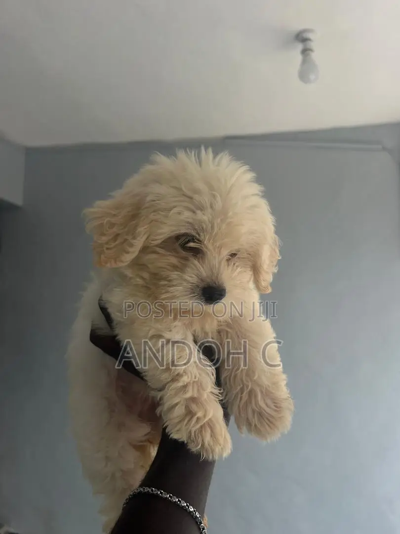 0-1 month Female Purebred Poodle