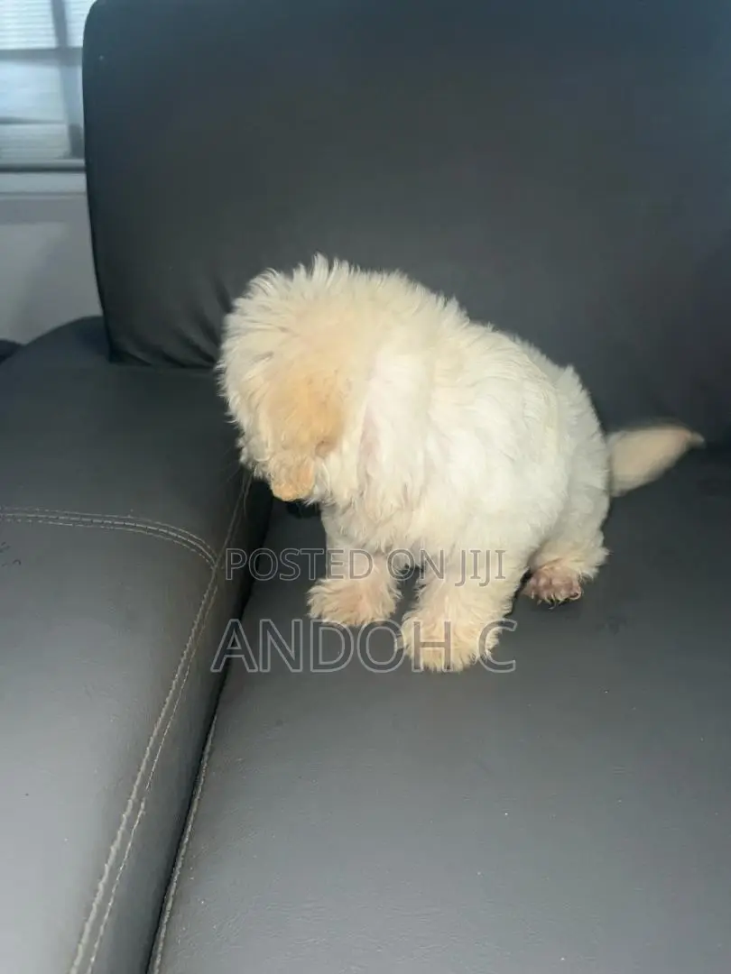 0-1 month Female Purebred Poodle