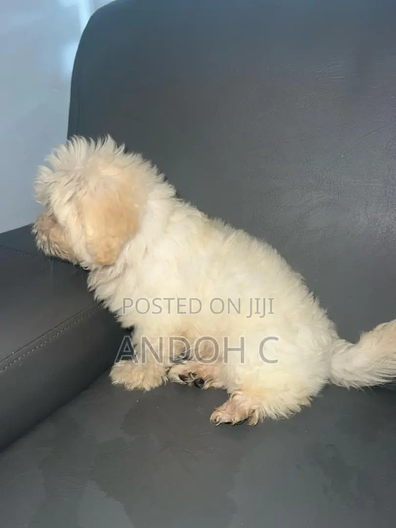 0-1 month Female Purebred Poodle