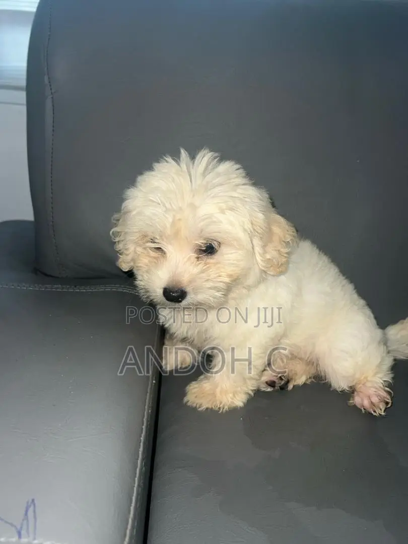 0-1 month Female Purebred Poodle