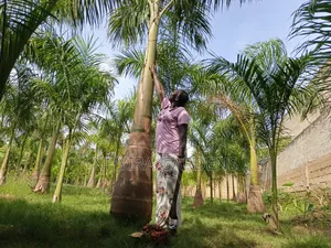 Big Size Royal Palms