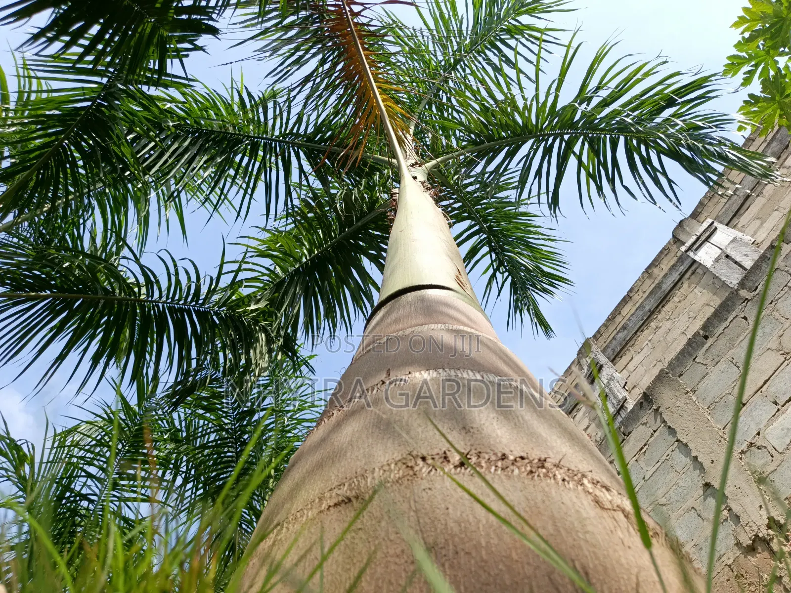 Big Size Royal Palms