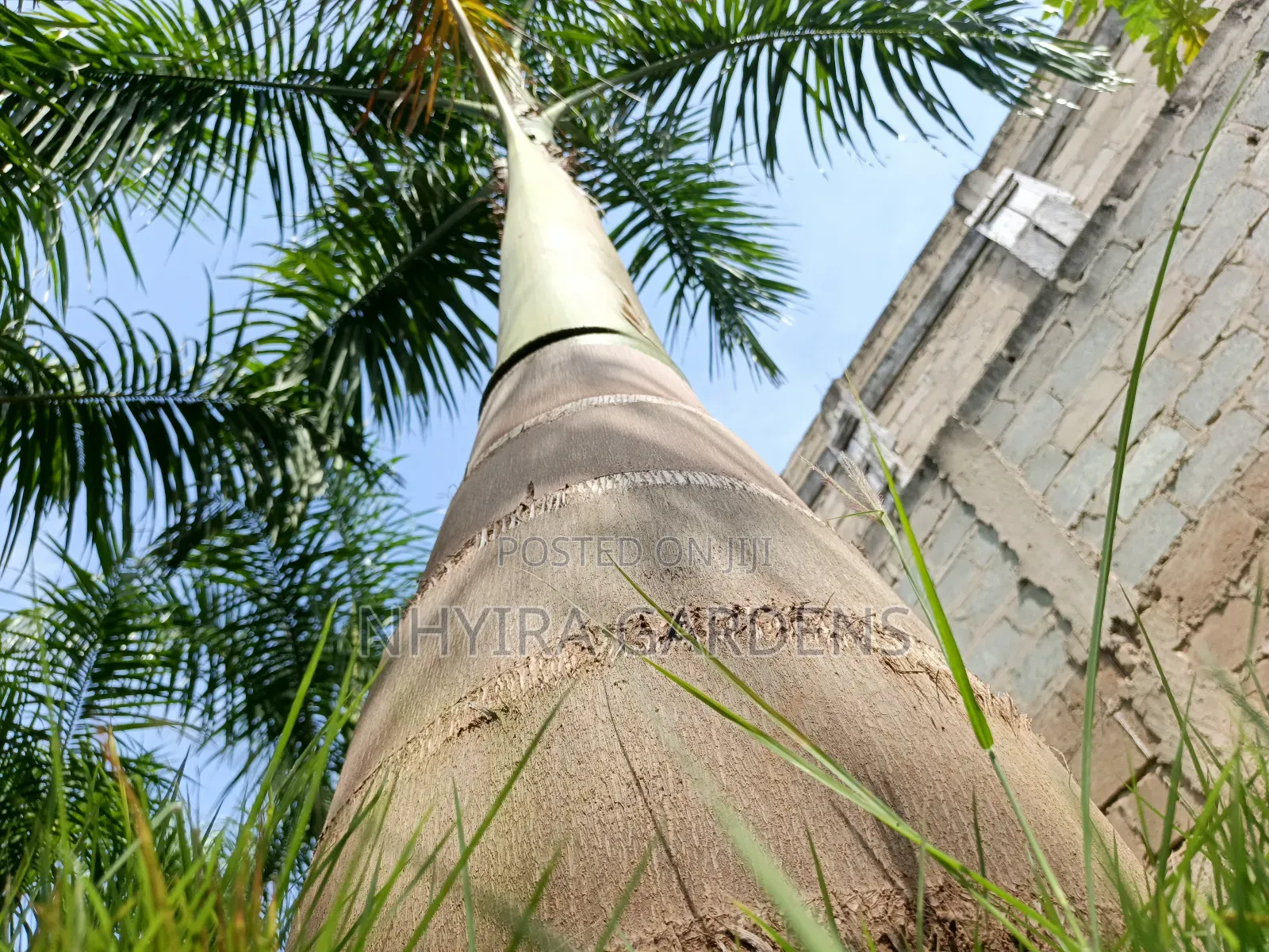 Big Size Royal Palms