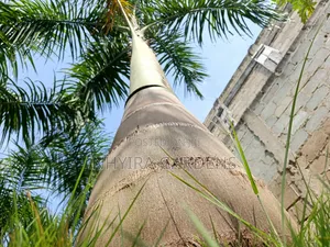 Big Size Royal Palms