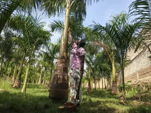 Big Size Royal Palms