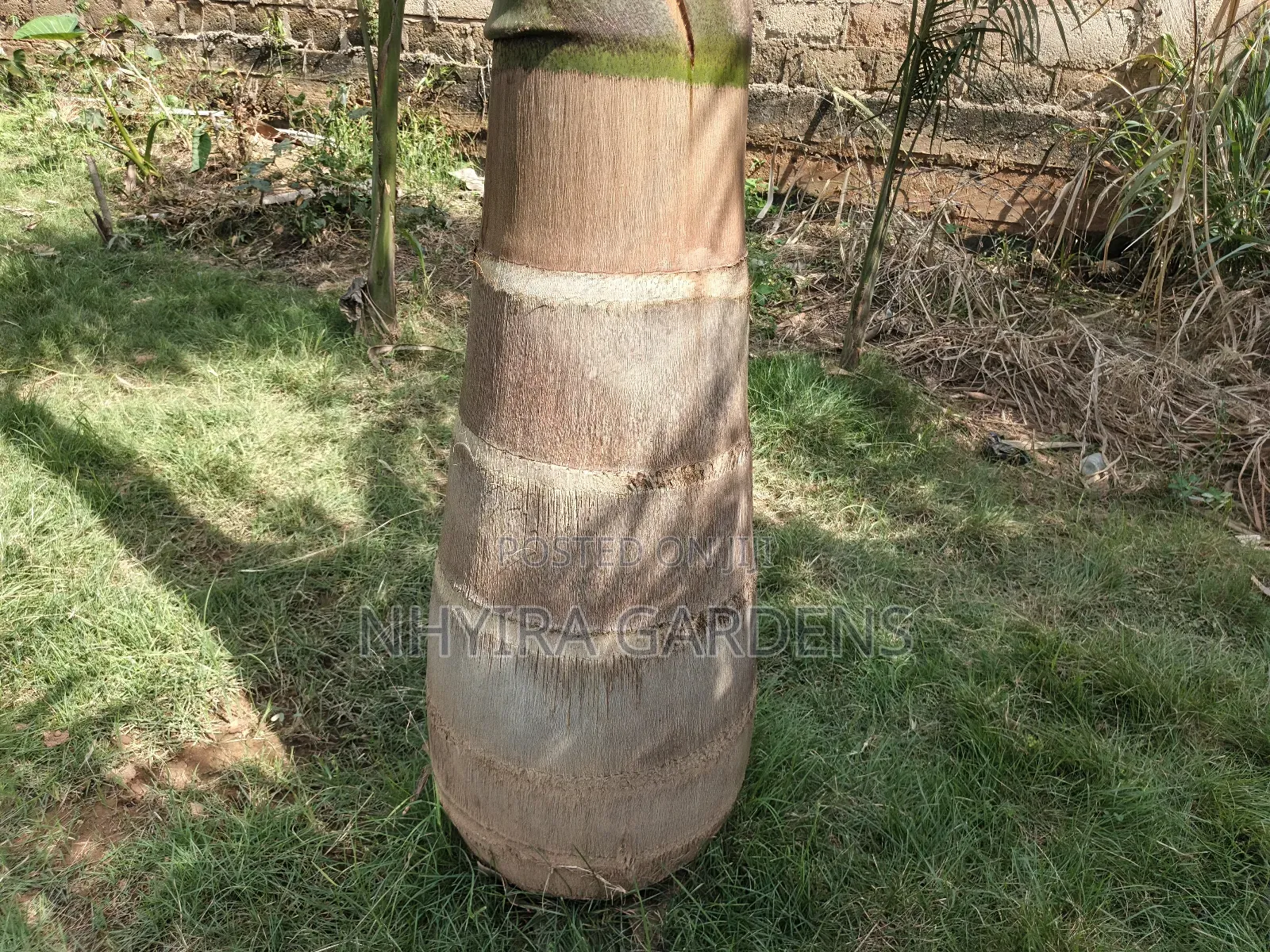 Big Size Royal Palms