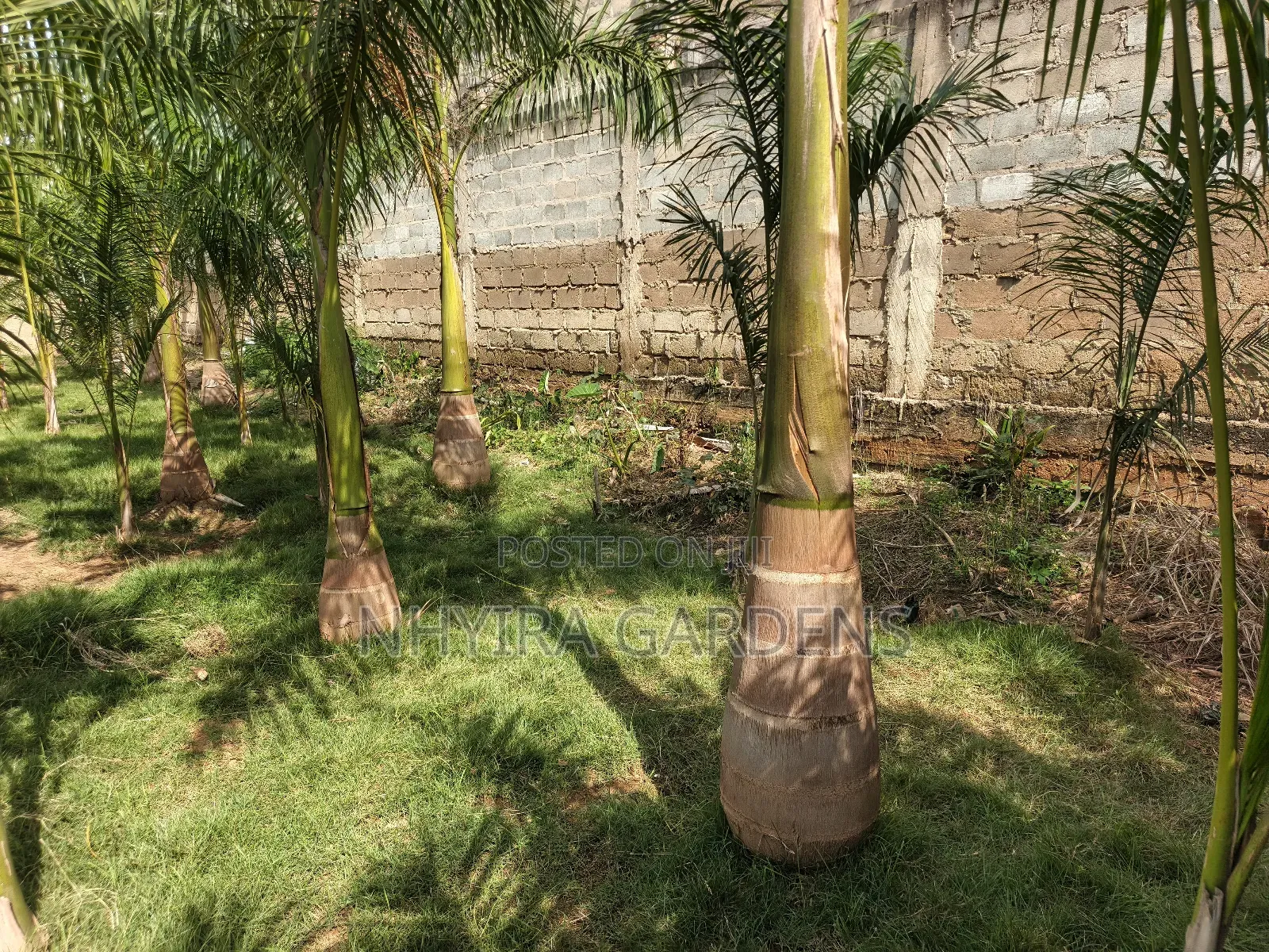 Big Size Royal Palms