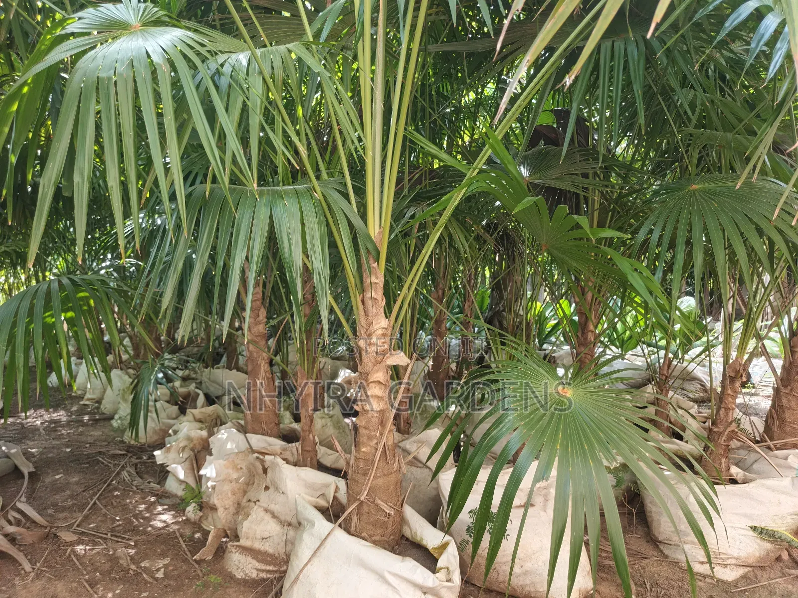 Finger Palms for Sale
