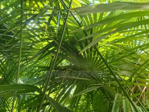 Finger Palms for Sale