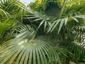 Finger Palms for Sale