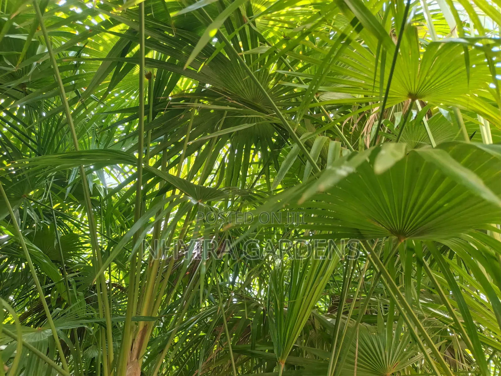 Finger Palms for Sale