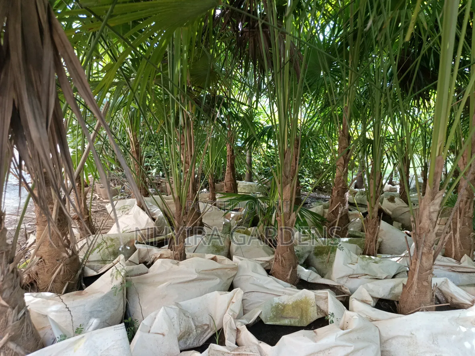 Finger Palms for Sale