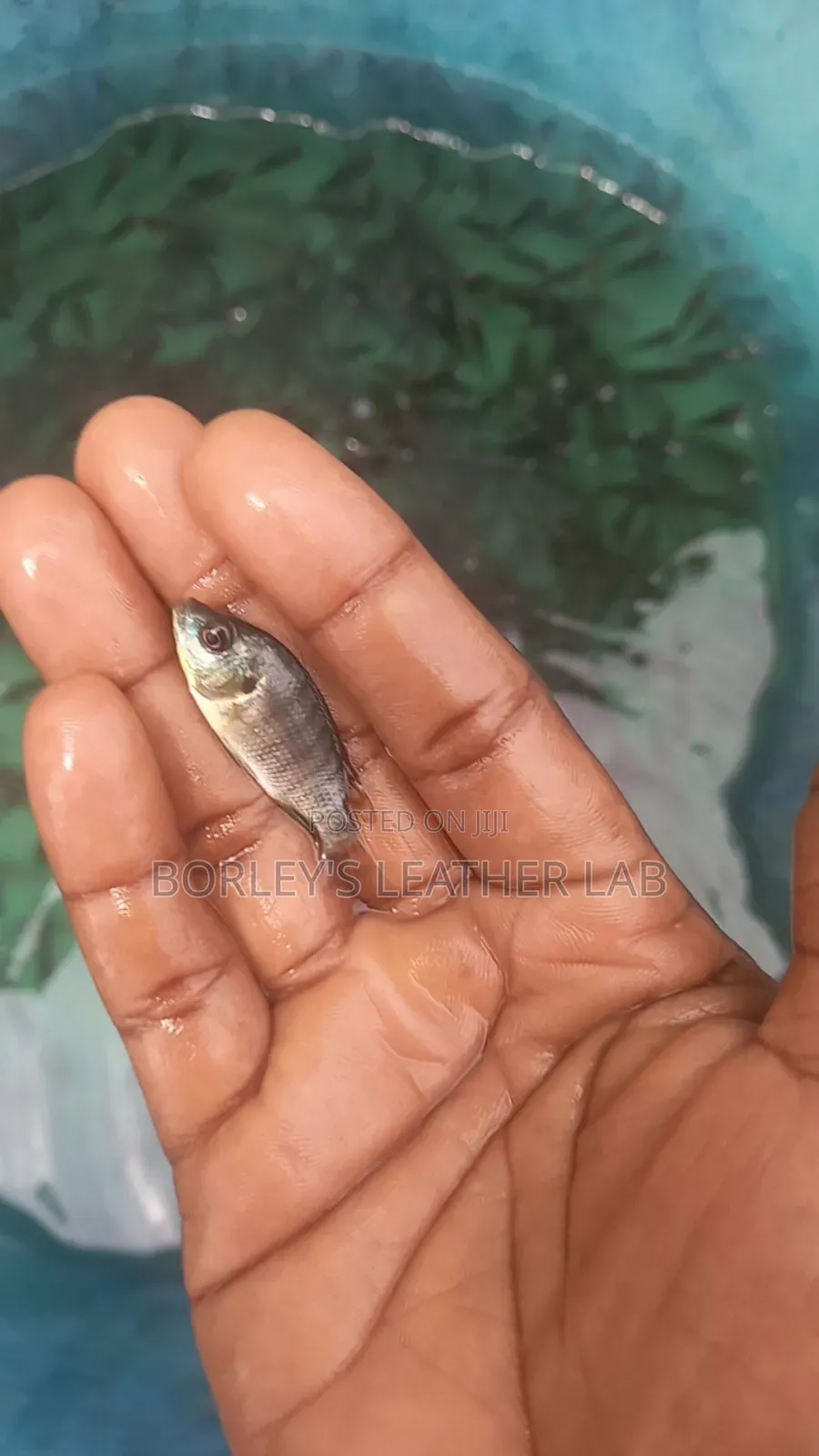 Tilapia Juveniles