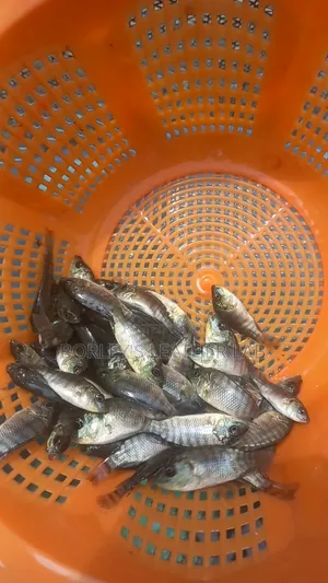 Tilapia Juveniles