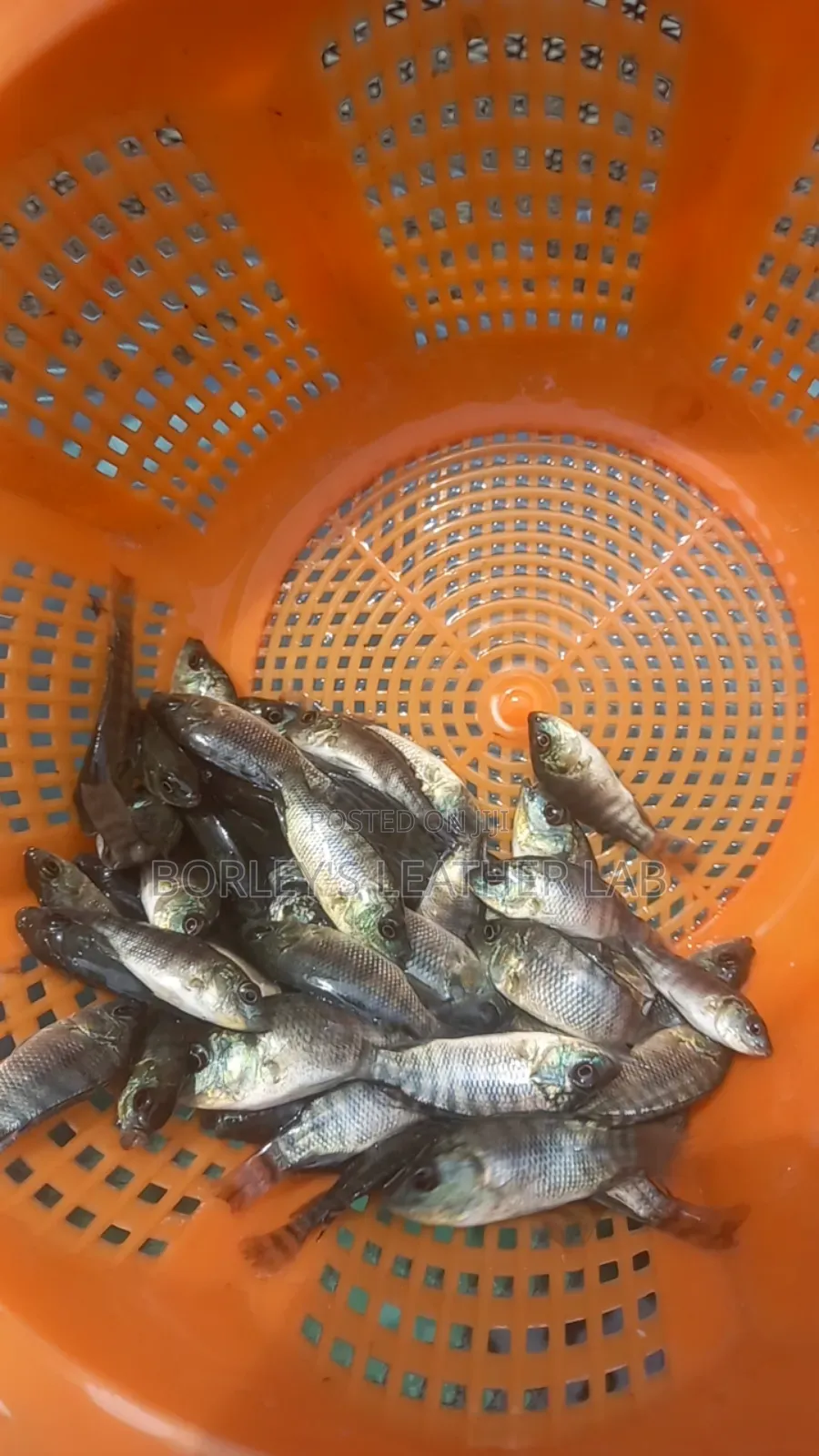 Tilapia Juveniles