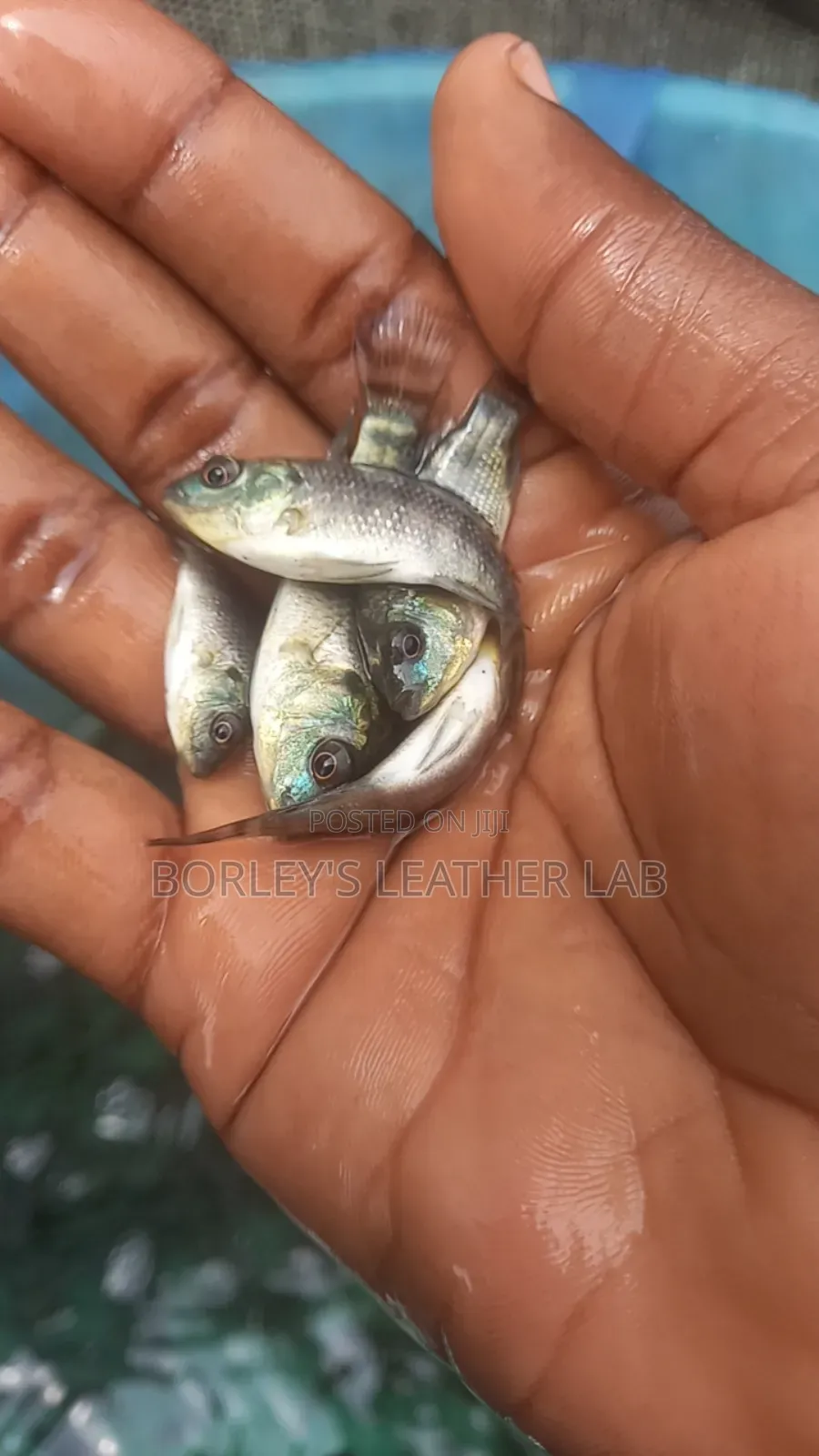 Tilapia Juveniles