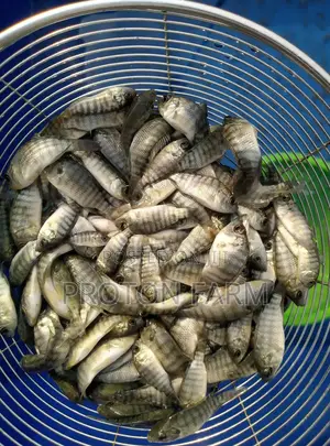 Tilapia Fish