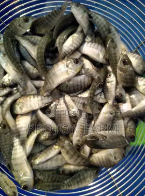 Tilapia Fish