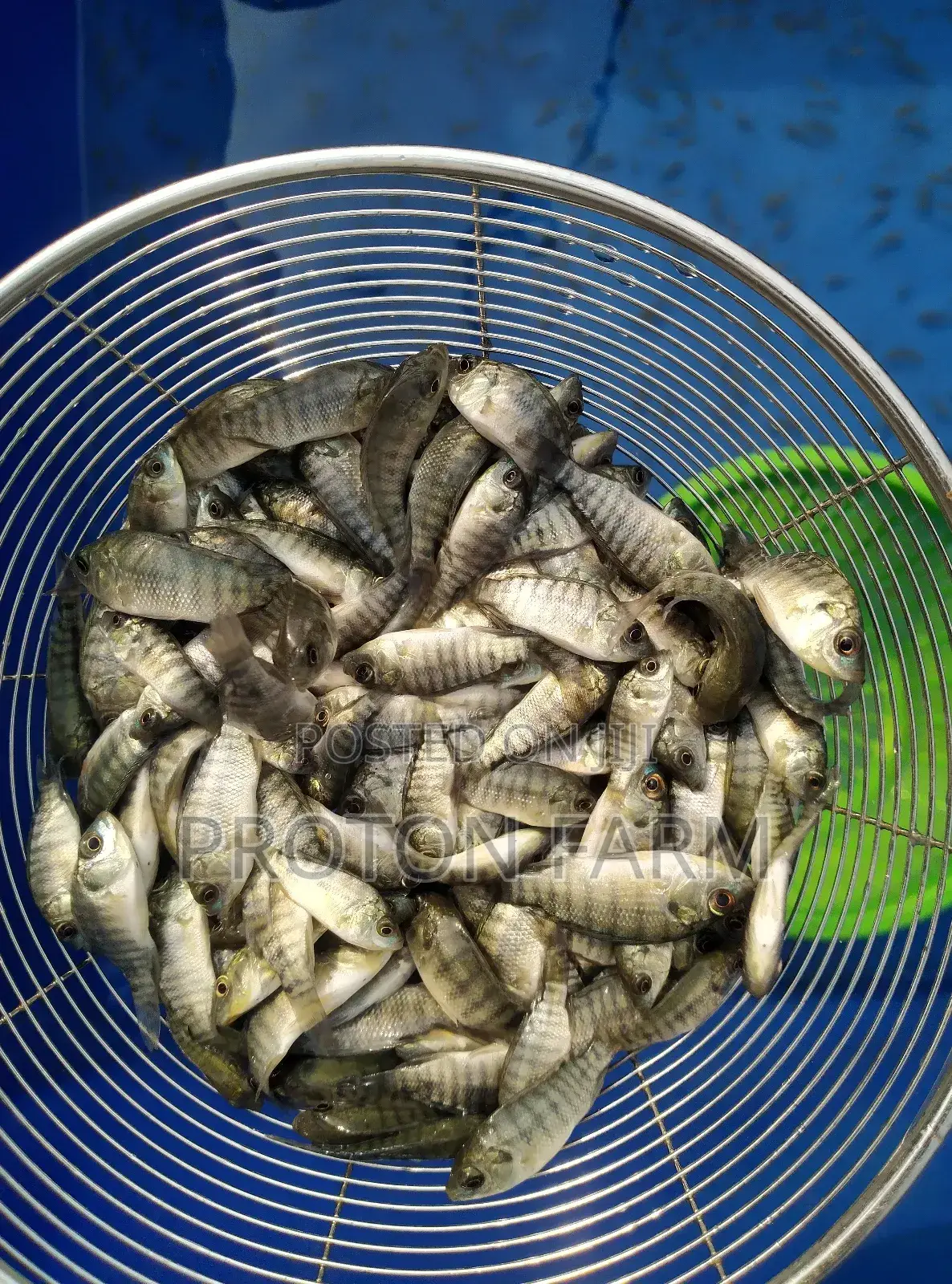 Tilapia Fish
