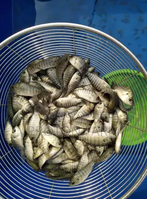Tilapia Fish