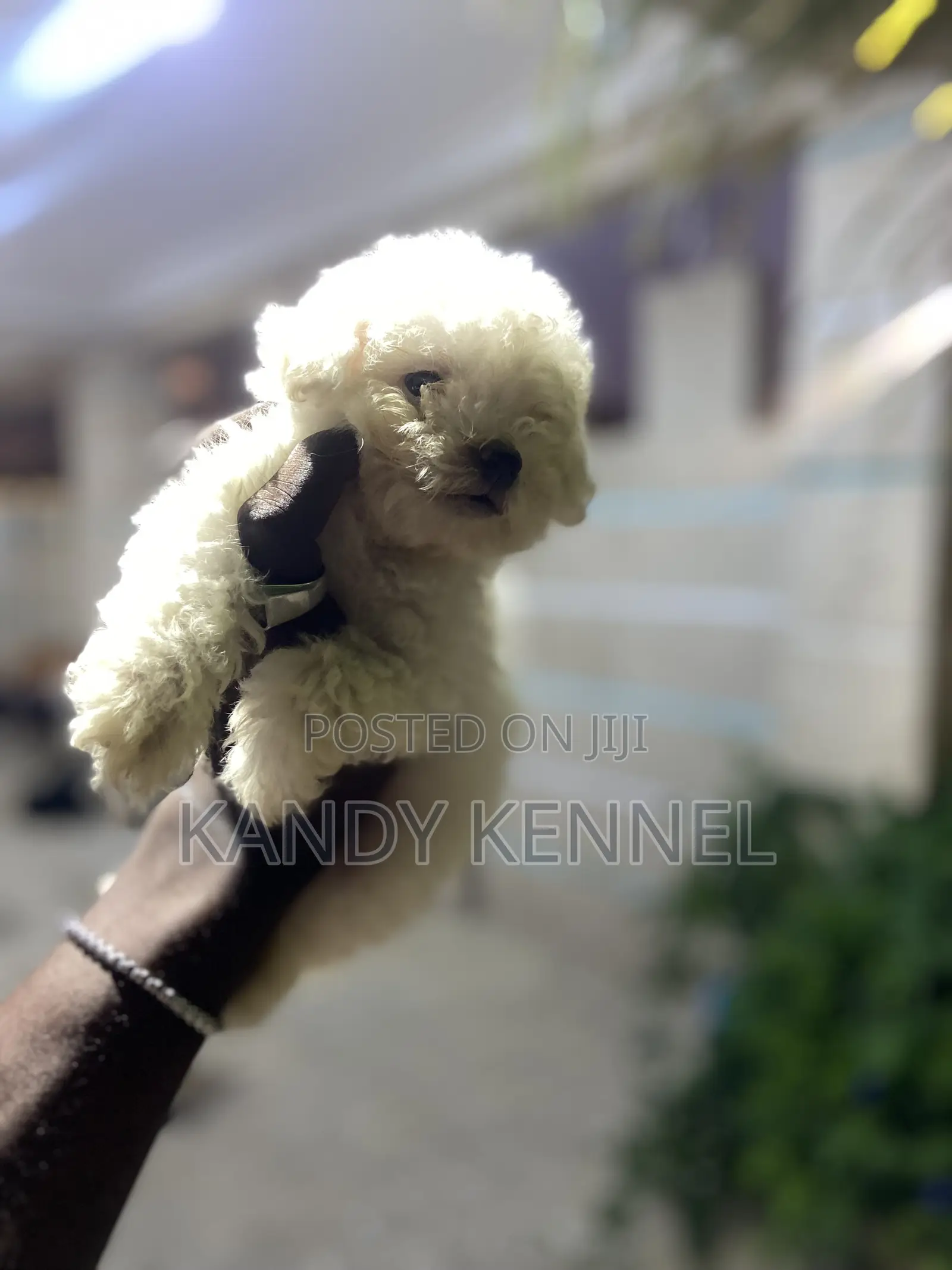 1-3 months Male Purebred Maltese