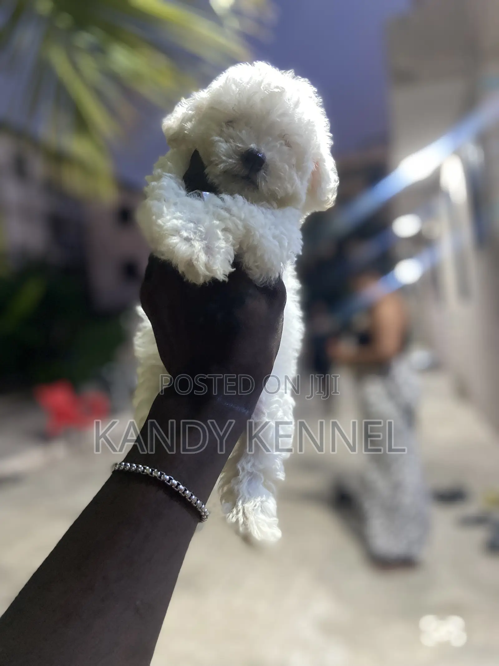 1-3 months Male Purebred Maltese