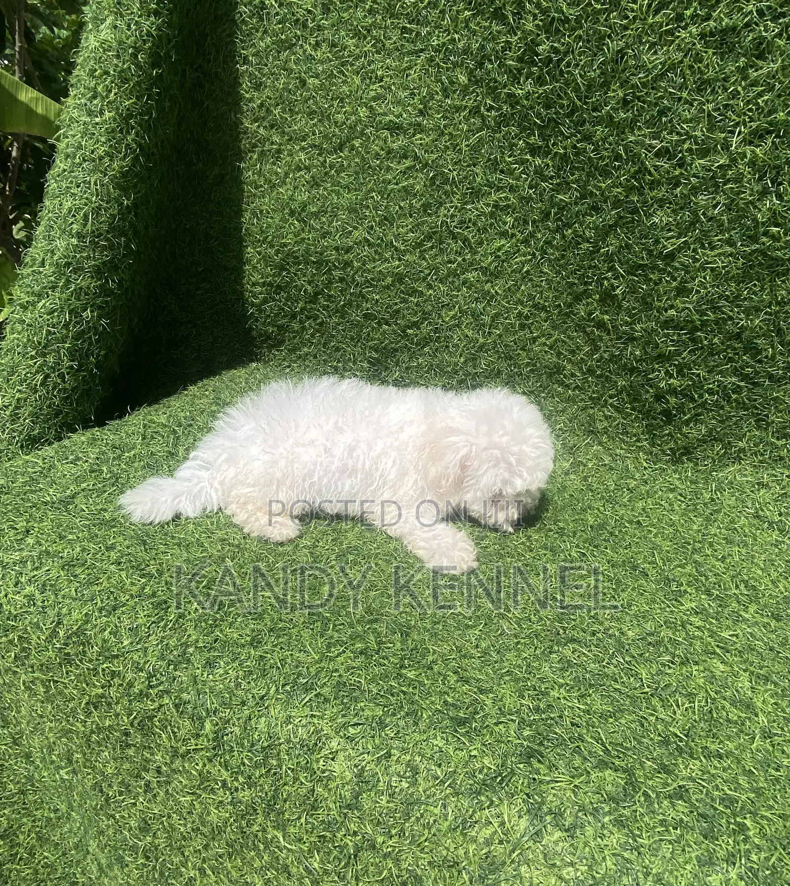 1-3 months Male Purebred Maltese