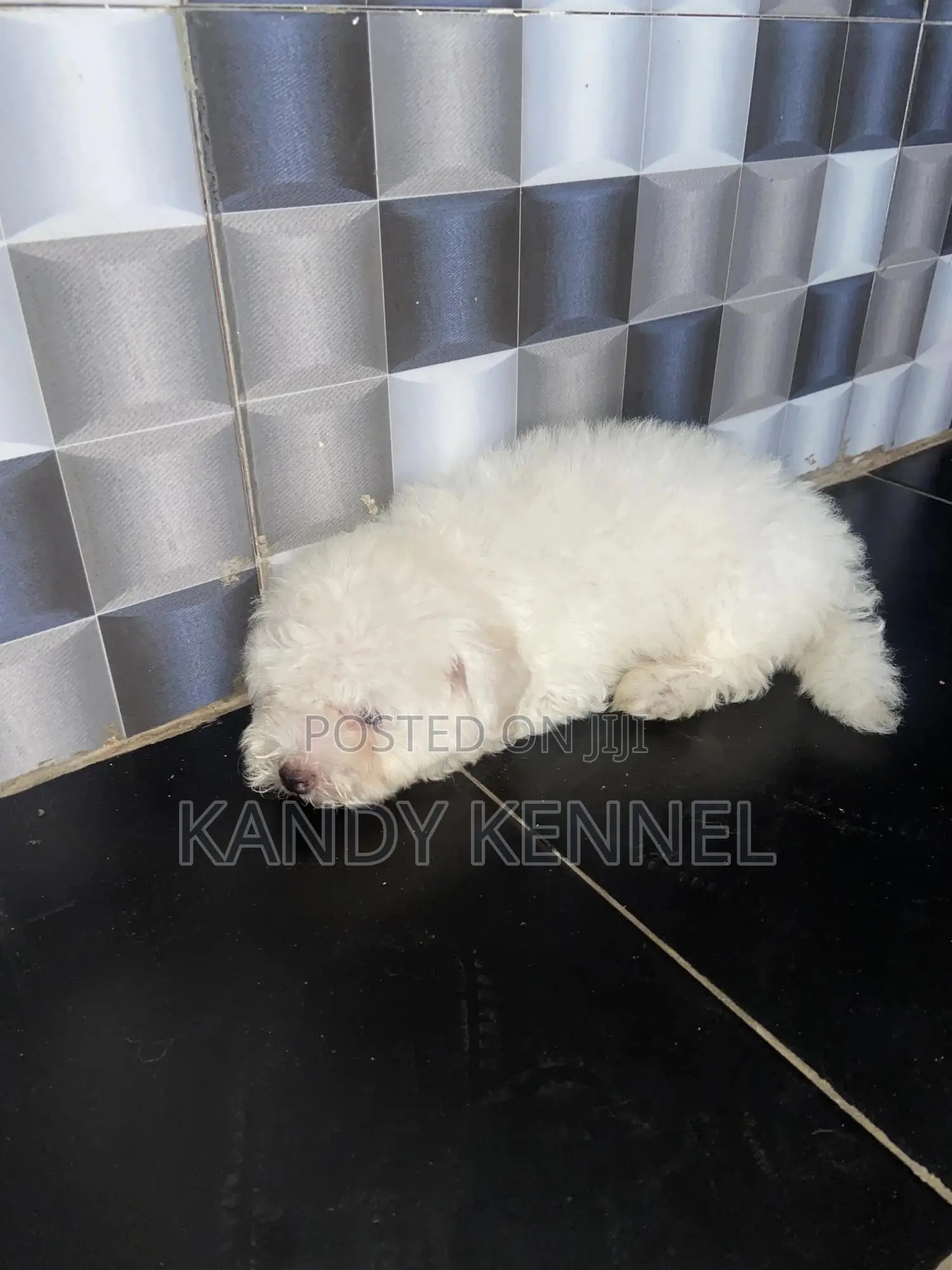 1-3 months Male Purebred Maltese