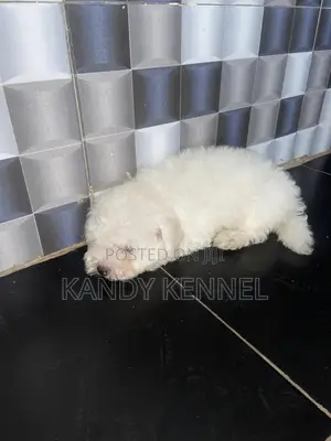 1-3 months Male Purebred Maltese