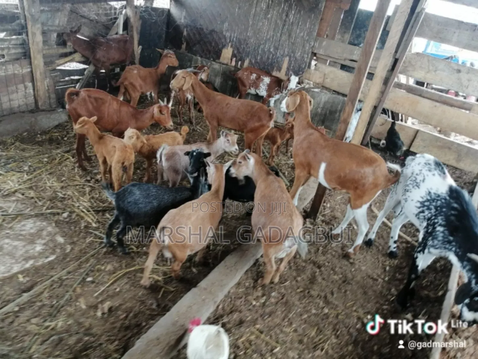 Healthy Goats for Sale