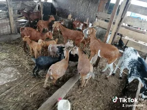 Healthy Goats for Sale