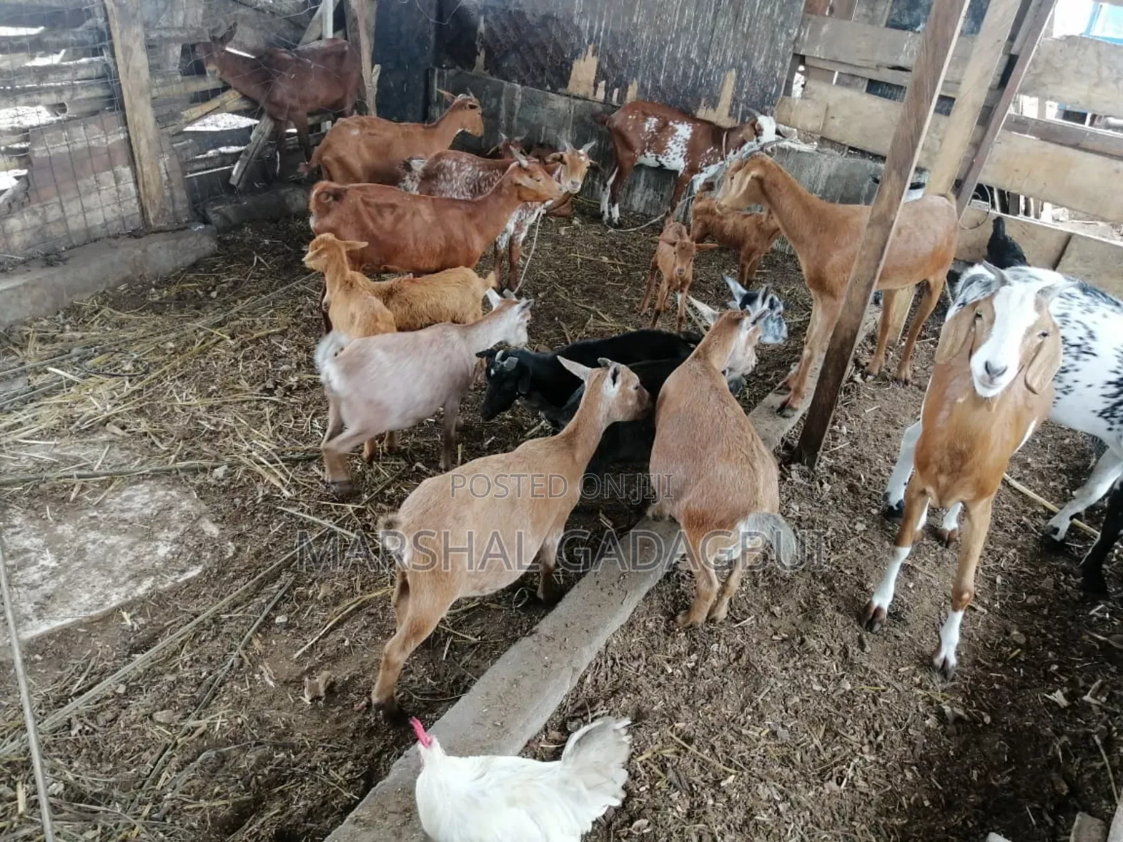 Healthy Goats for Sale