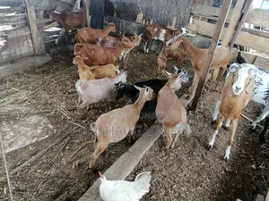 Healthy Goats for Sale