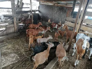 Healthy Goats for Sale