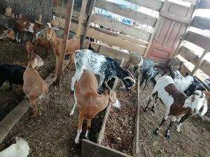 Healthy Goats for Sale