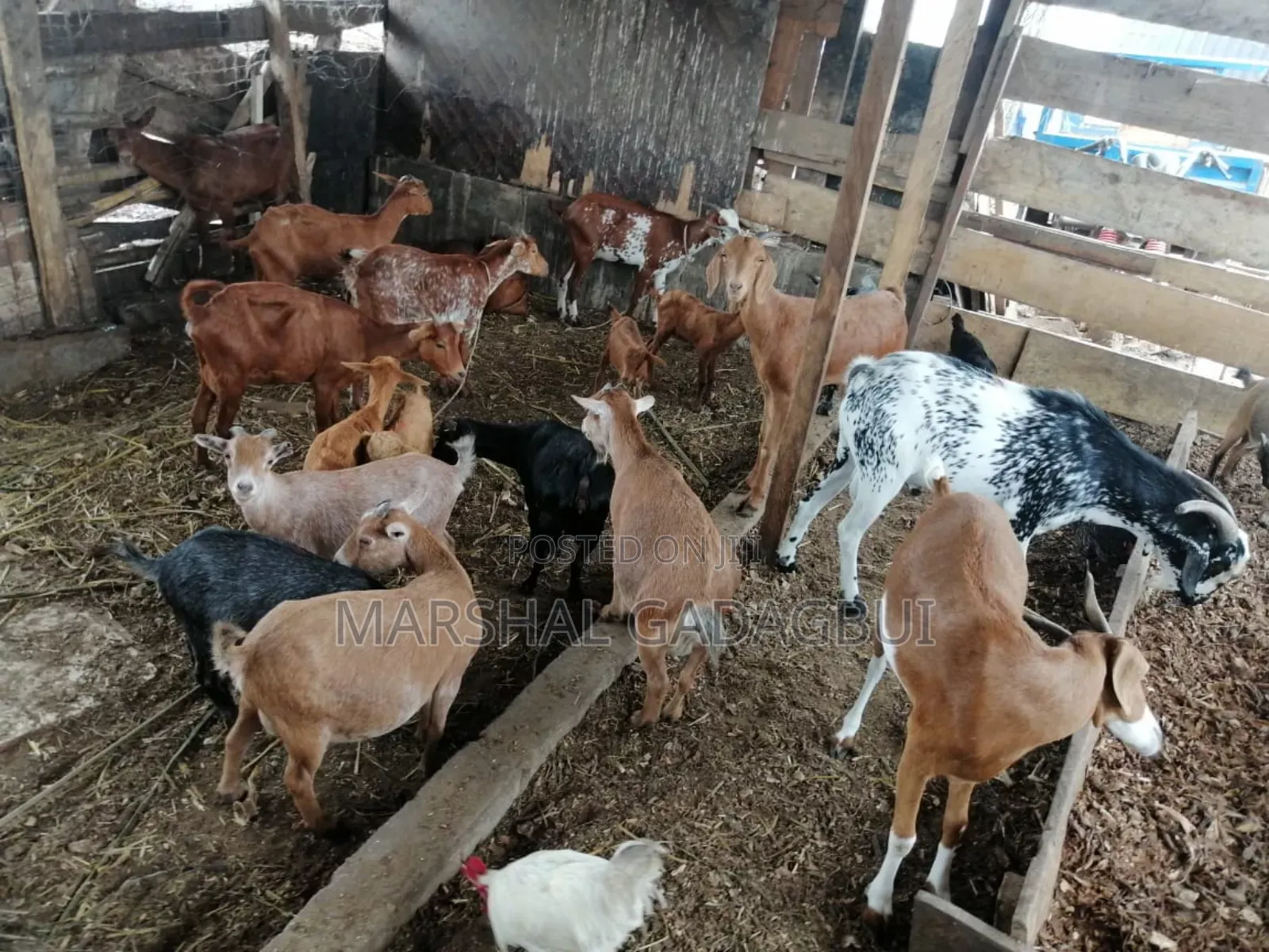 Healthy Goats for Sale