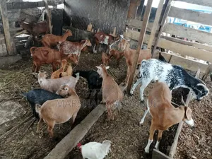 Healthy Goats for Sale