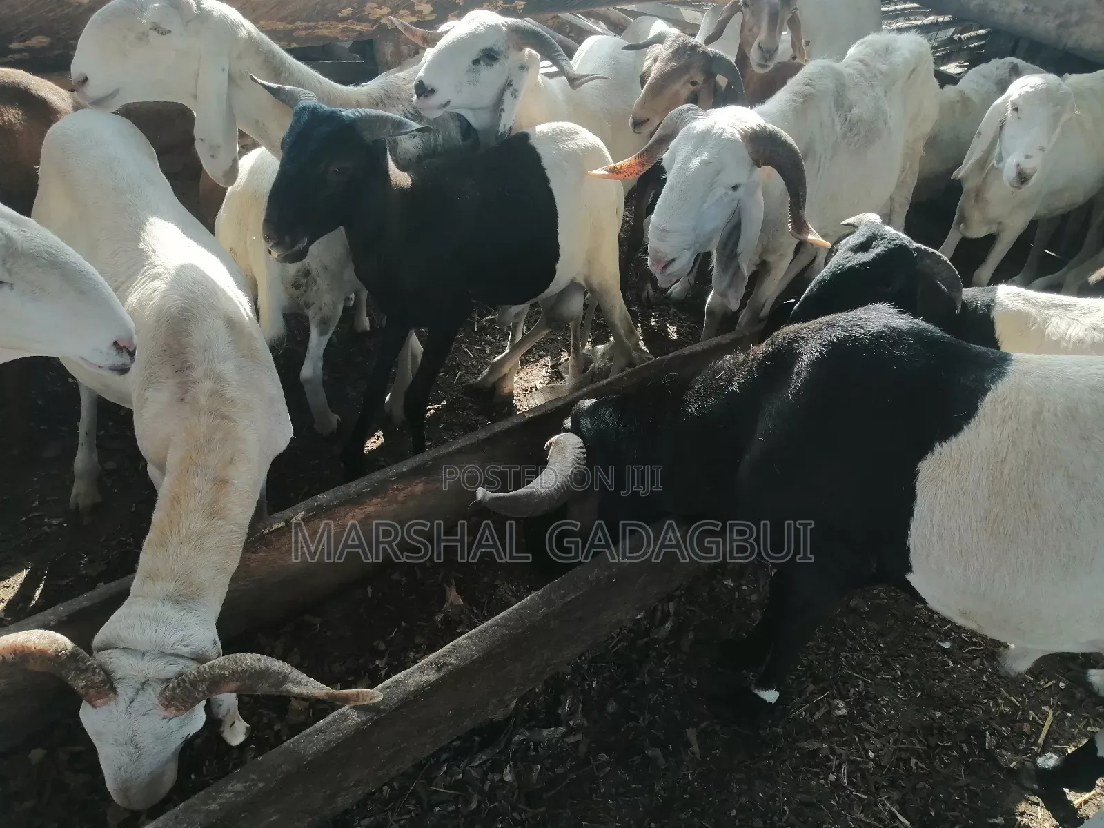 Sheep - Ram for Sale