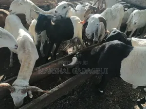 Sheep - Ram for Sale