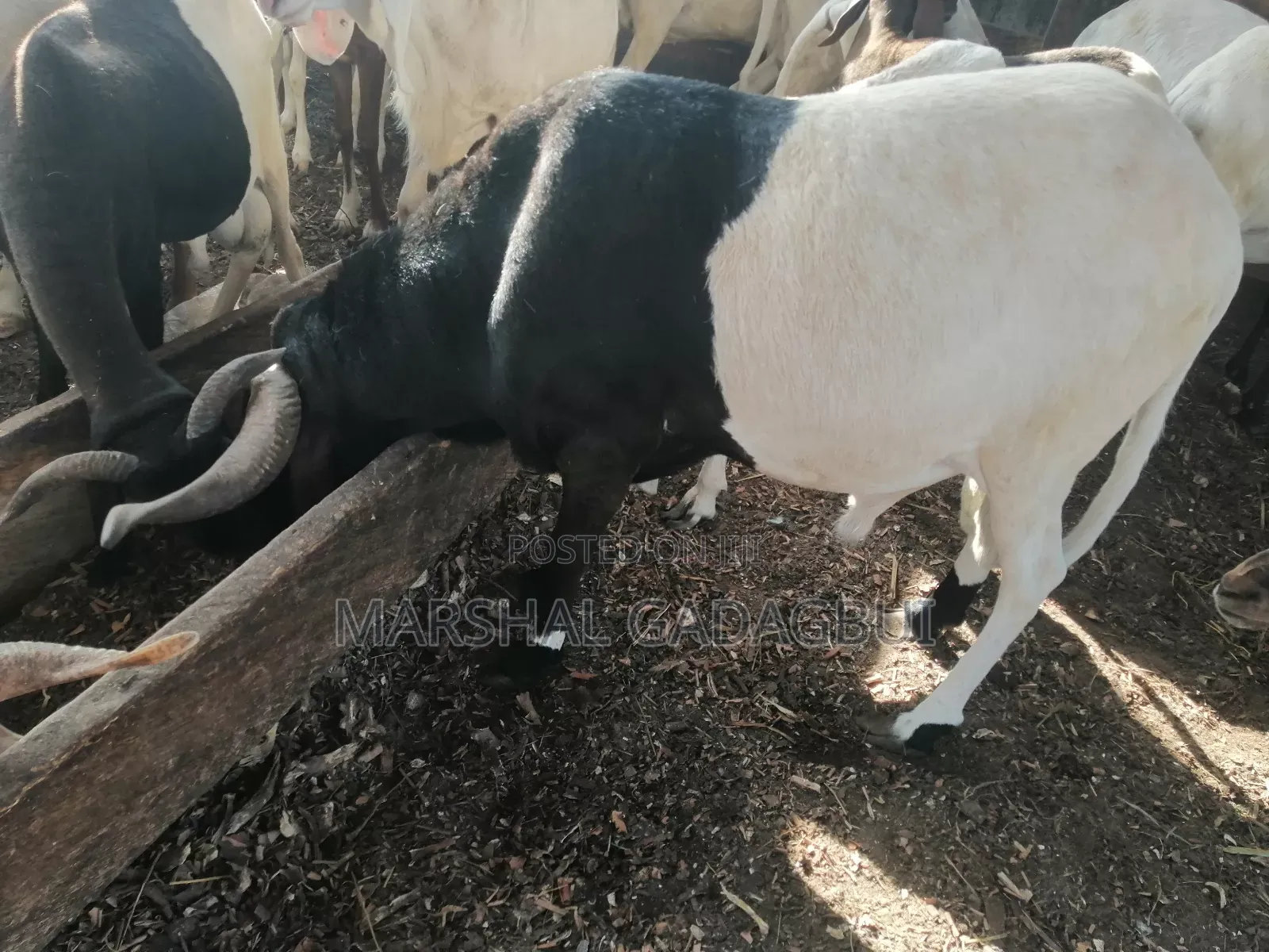 Sheep - Ram for Sale