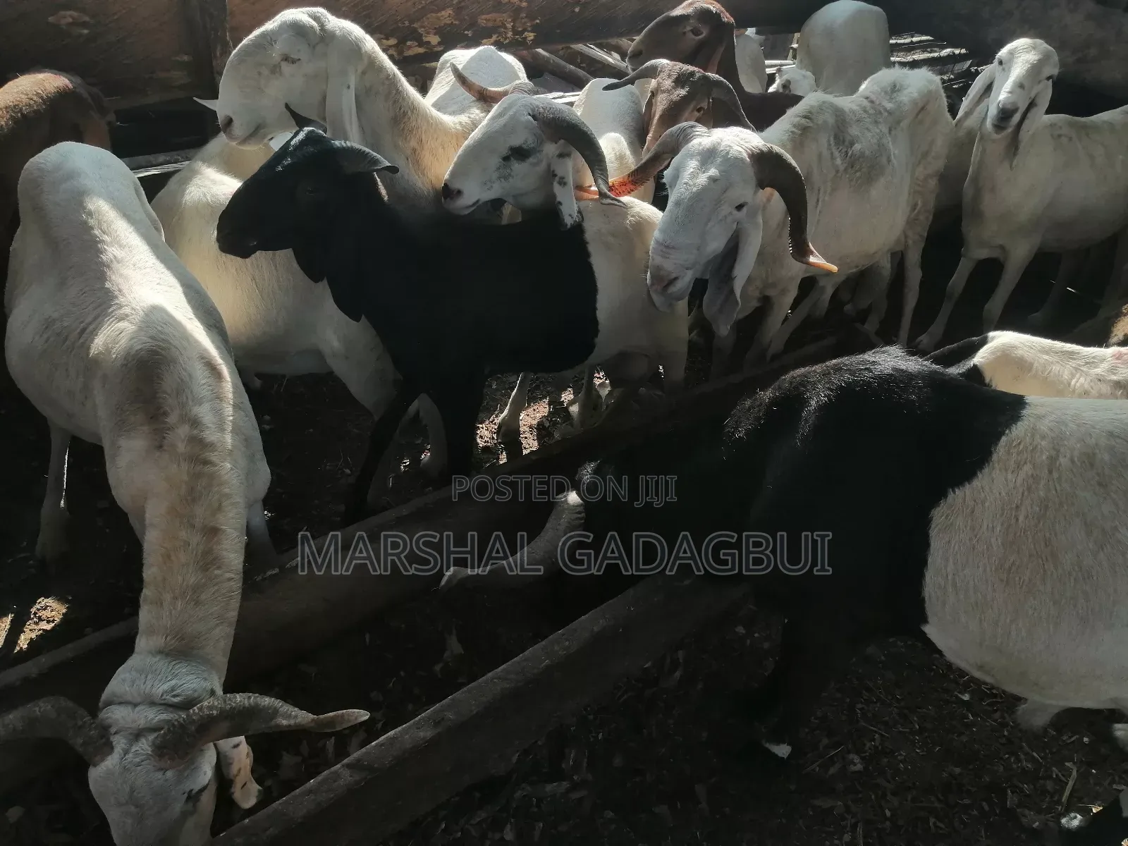 Sheep - Ram for Sale