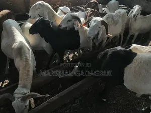 Sheep - Ram for Sale