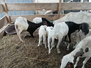 Sheep - Ram for Sale