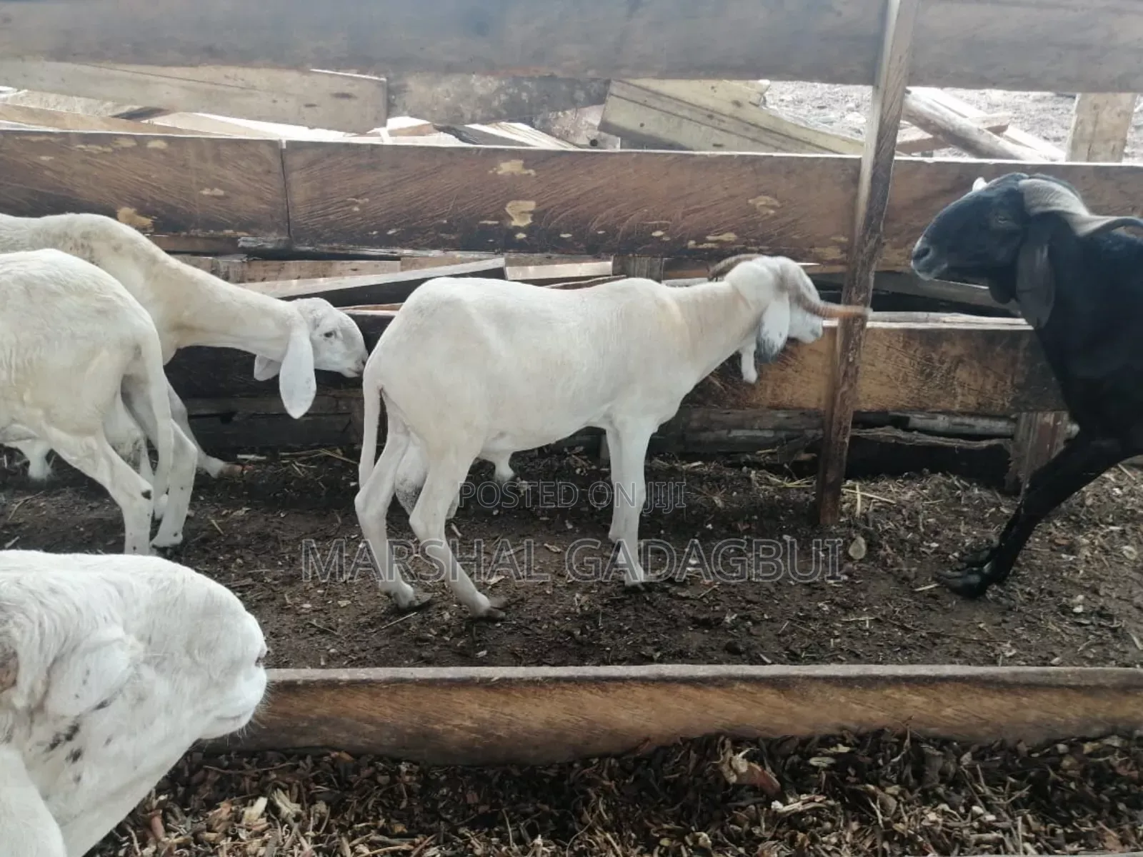 Sheep - Ram for Sale