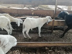 Sheep - Ram for Sale