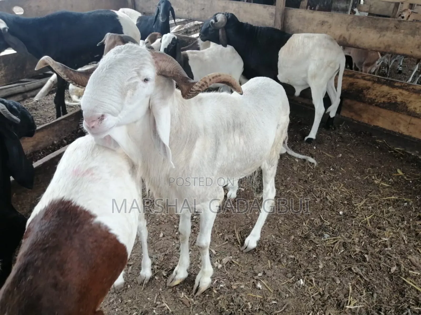 Sheep - Ram for Sale