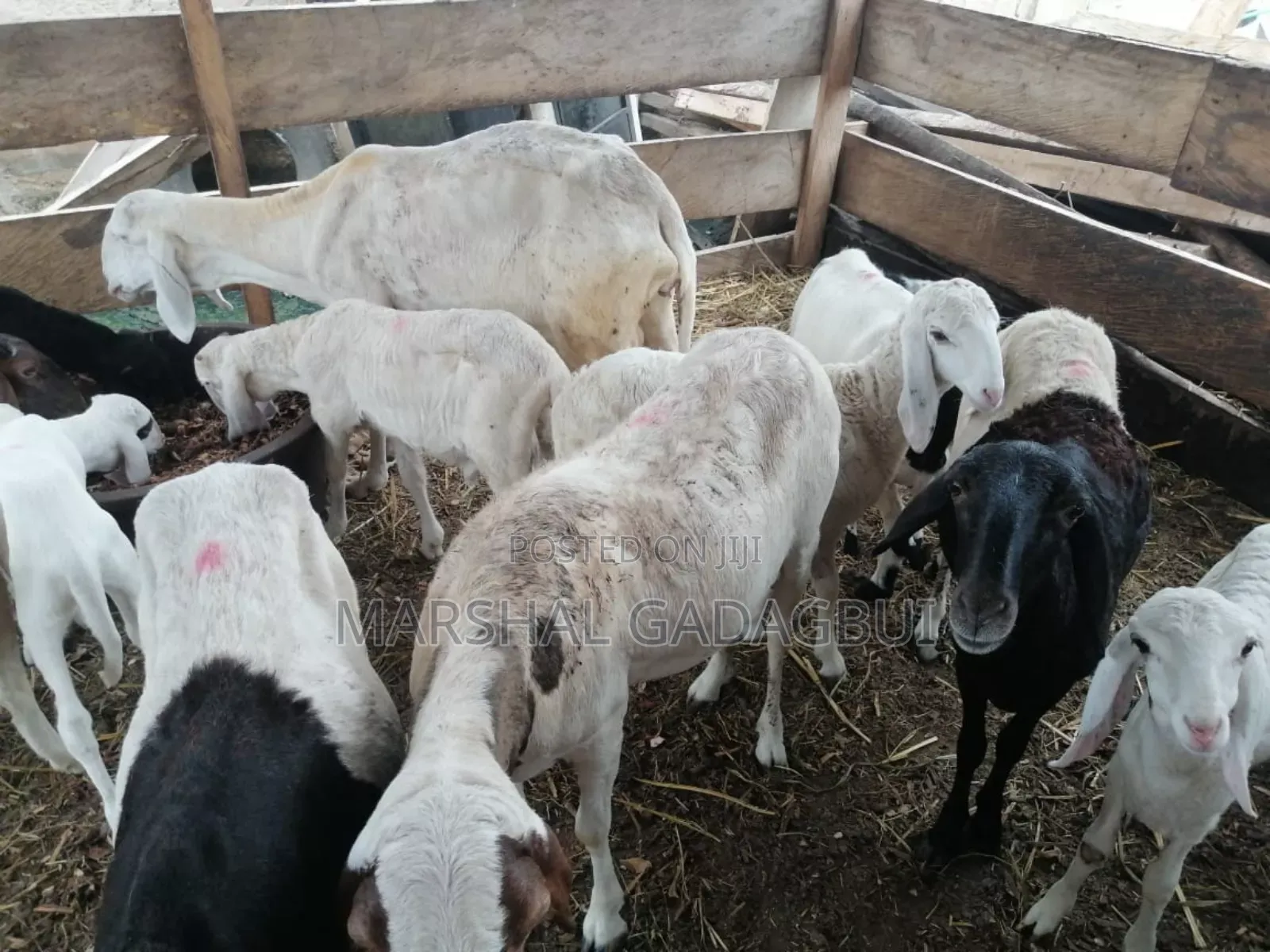 Sheep - Ram for Sale