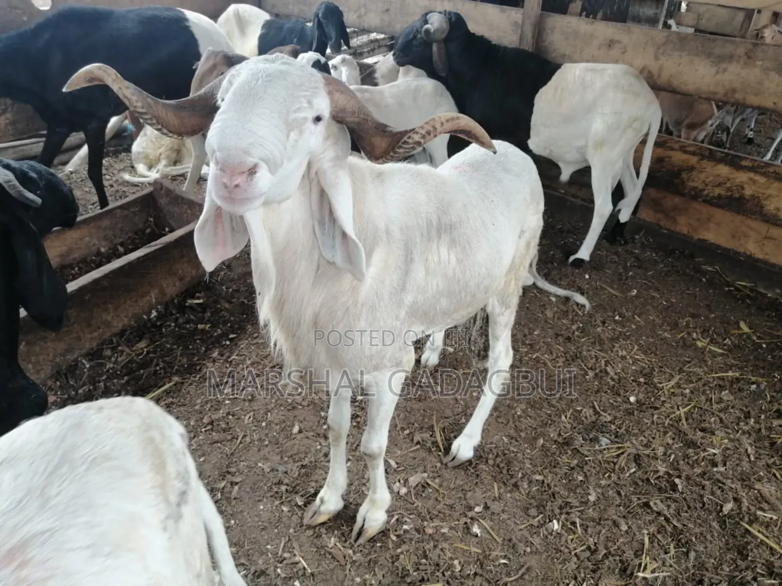 Sheep - Ram for Sale