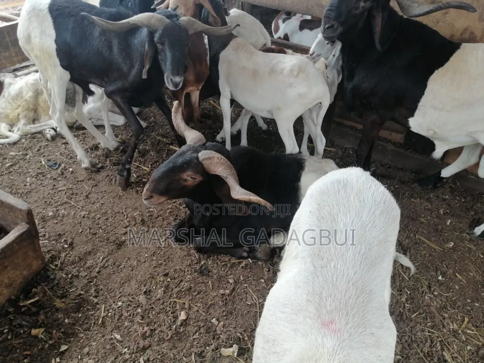 Sheep - Ram for Sale
